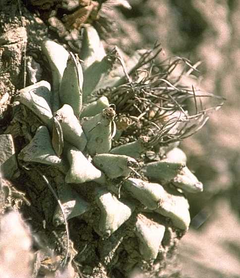 Turbinicarpus alonsoi