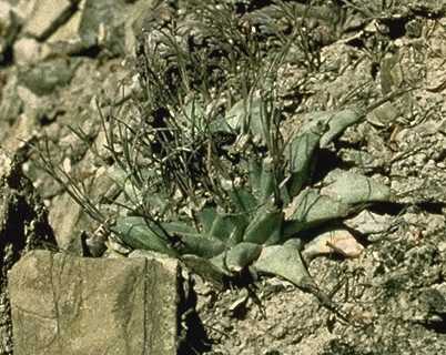 Turbinicarpus alonsoi