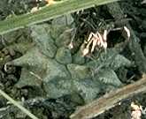 Turbinicarpus alonsoi