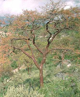 Bursera morelensis