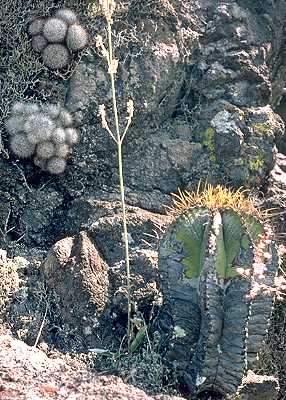 Astrophytum ornatum