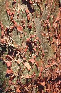Bursera (bark)