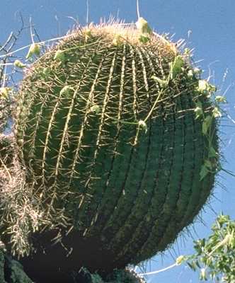 Ferocactus histrix