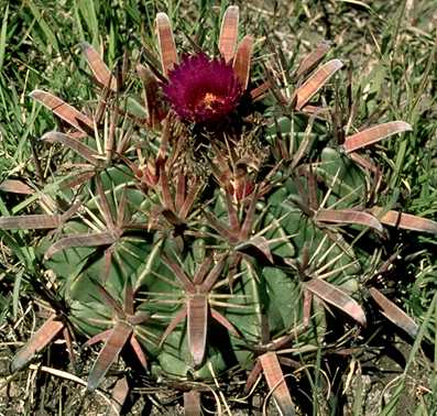 Ferocactus latispinus