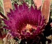 Ferocactus latispinus flower