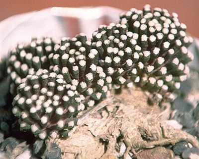 Mammillaria luethyi