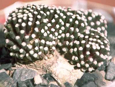 Mammillaria luethyi