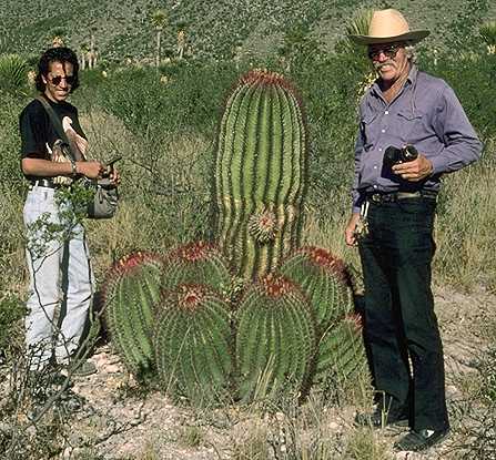 Ferocactus pilosus