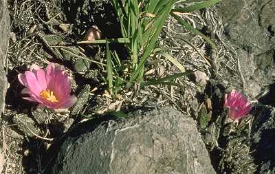 Ariocarpus bravoanus