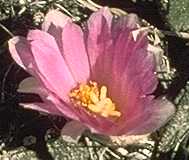 Ariocarpus bravoanus flower