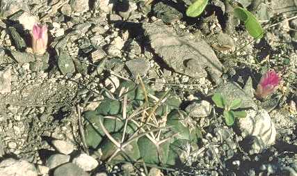 Ariocarpus bravoanus