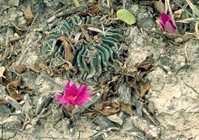 Ariocarpus agavoides