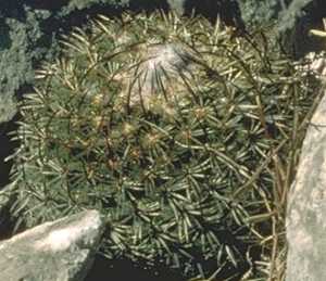 Turbinicarpus ysabelae