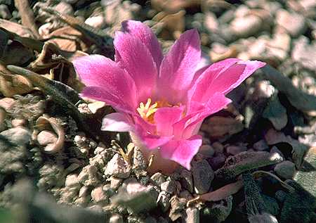 Ariocarpus agavoides
