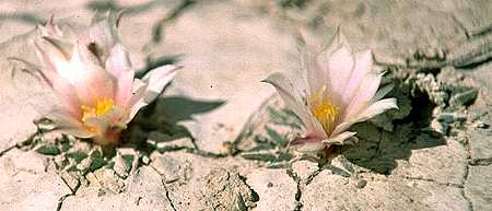 Ariocarpus kotschoubeyanus