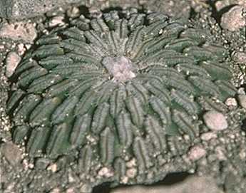 Turbinicarpus pseudopectinatus