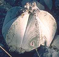 Astrophytum myriostigma