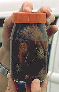 Ariocarpus kotschoubeyanus in alcohol