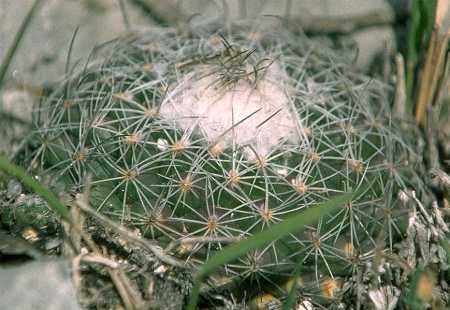Turbinicarpus saueri ssp. nelissae