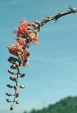 Fouquieria splendens