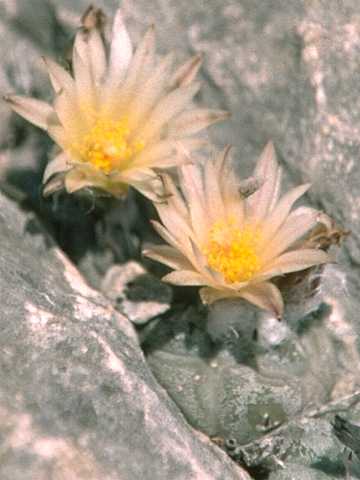 Turbinicarpus jauernigii