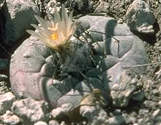 Turbinicarpus jauernigii