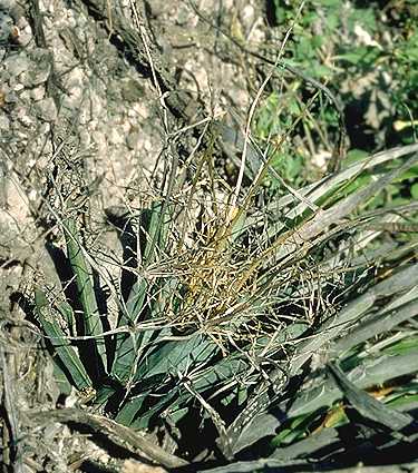 Leuchtenbergia principis