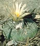 Turbinicarpus jauernigii