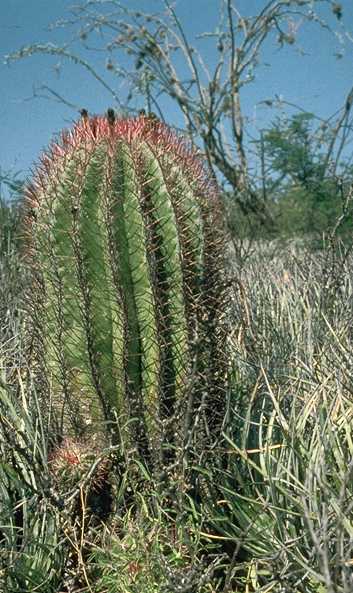 Ferocactus pilosus