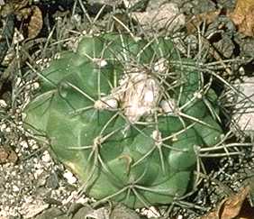 Turbinicarpus laui