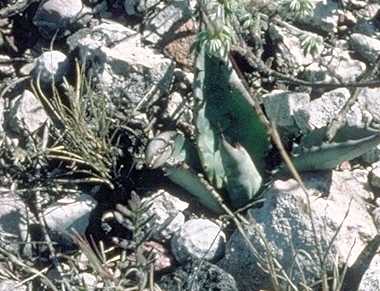 Mammillaria albiflora