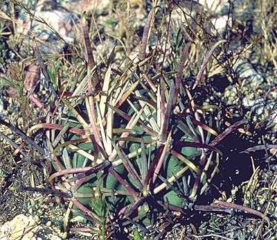 Ancistrocactus mathssonii