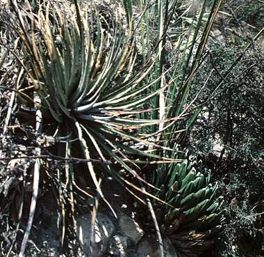 Agave victoria-reginae