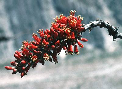 Fouquieria splendens