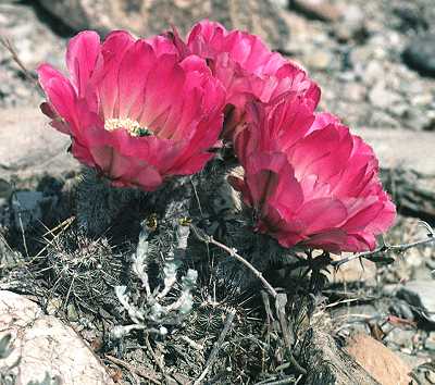 Echinocereus fitchii ssp. armatus