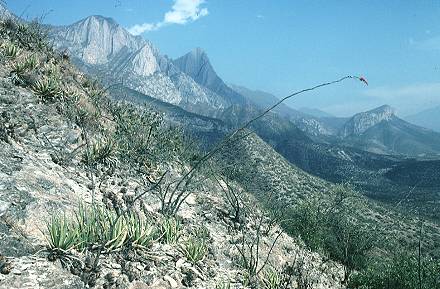 Huasteca Canyon