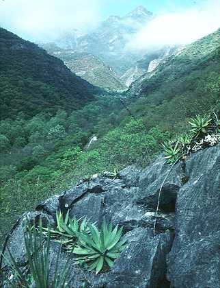 On the way from Linares to Galeana