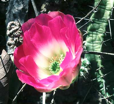 Echinocereus pentalophus