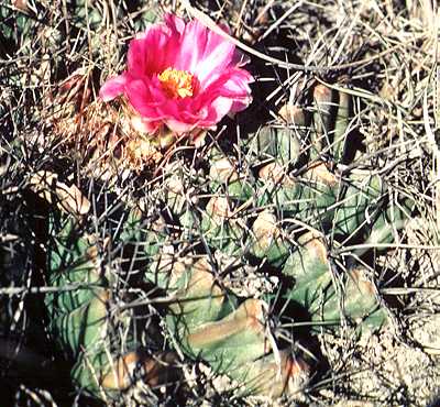Thelocactus bueckii