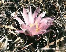 Echinocereus knippelianus var. kruegeri