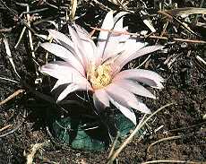 Echinocereus knippelianus var. kruegeri
