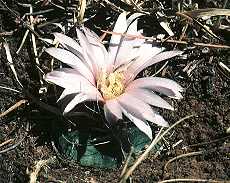 Echinocereus knippelianus var. kruegeri