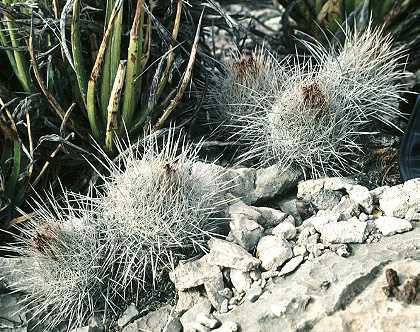 Thelocactus conothele var. argenteus