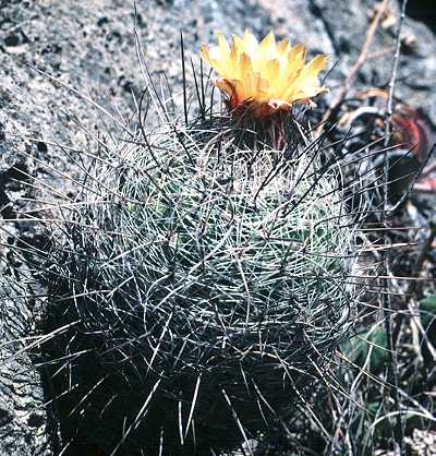 Thelocactus conothele var. aurantiacus