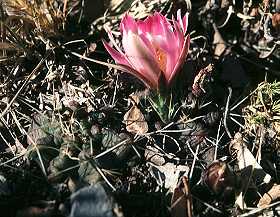 Echinocereus knippelianus var. kruegeri fa. reyesii