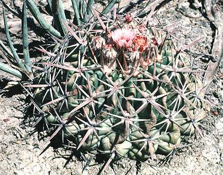 Homalocephala texensis