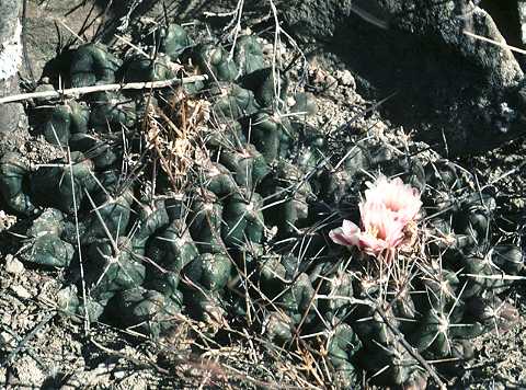Thelocactus tulensis