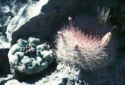 Lophophora williamsii