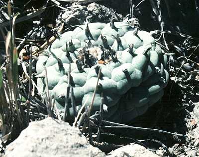Lophophora williamsii