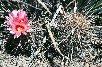 Thelocactus bicolor